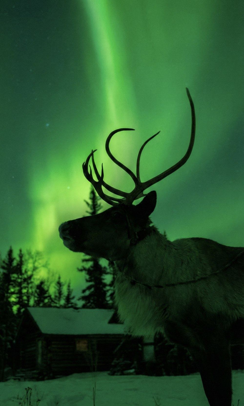 Reindeer silhouetted against the Northern Lights