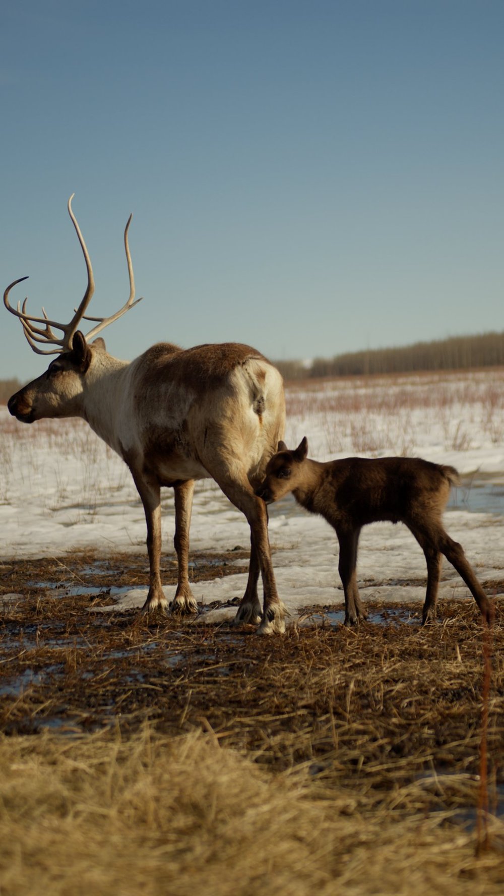 Reindeer with calf at its side in spring