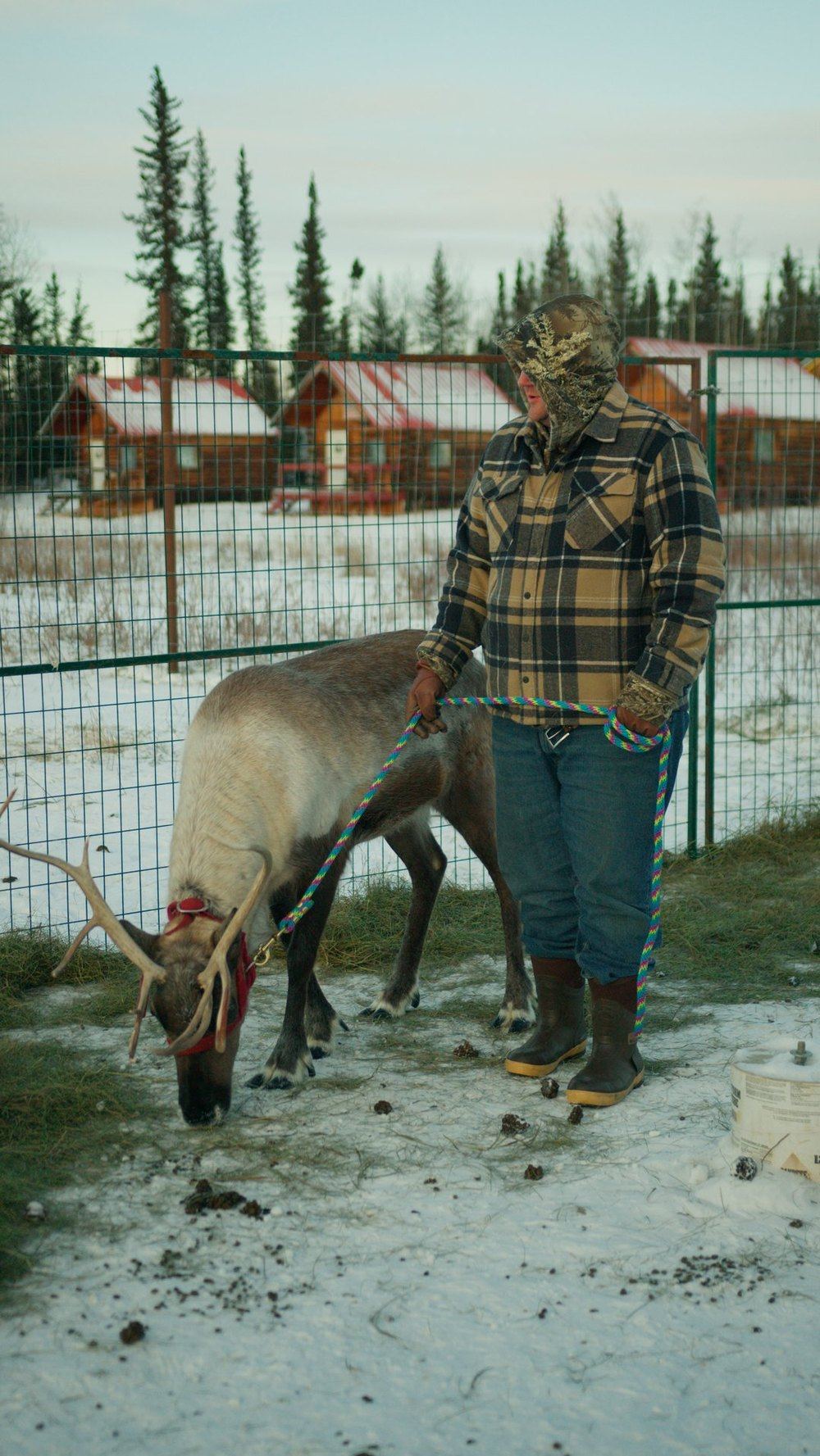 Hand-feeding a reindeer