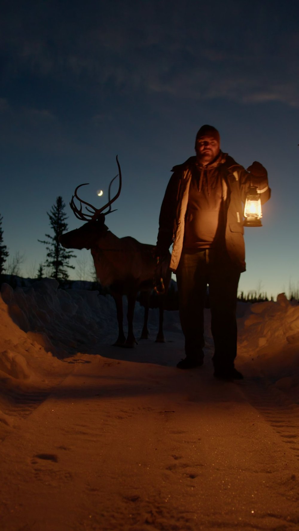Lantern walk with reindeer at twilight